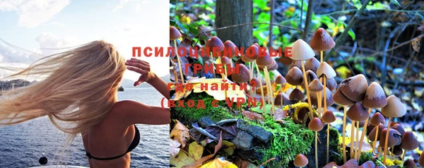 сатива Горняк